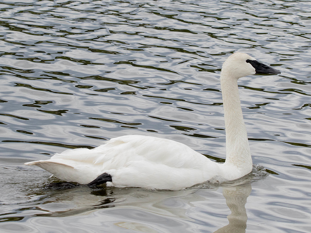 Trumpeter Swan