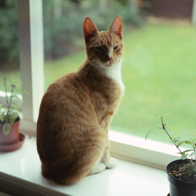 Samson in the Window - June 1986