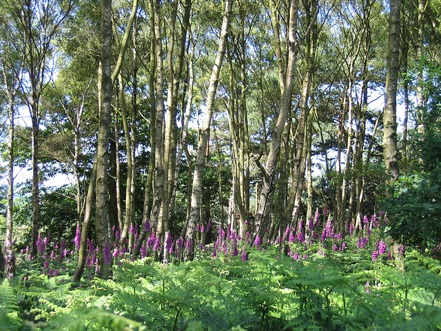 Foxgloves in the woodland along the ridge to Abbot's Castle Hill