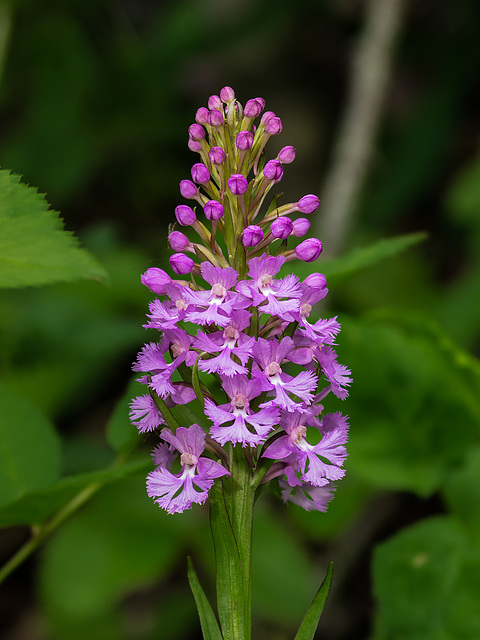 Platanthera psycodes (Small Purple Fringed orchid)