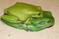 Green Frogs