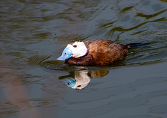 White faced duck