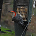 Red-bellied Woodpecker