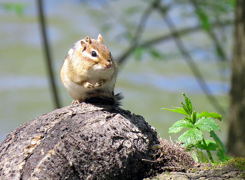 Chipmunk