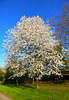 Frühling in Bad Neuenahr