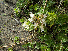 gdn - Sedum (stonecrop)