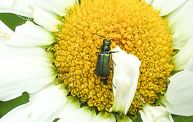 20210609 0776CPw [D~LIP] Spanische Fliege (Lytta vesicatoria), Wiesen-Margerite (Leucanthemum vulgare agg), Bad Salzuflen