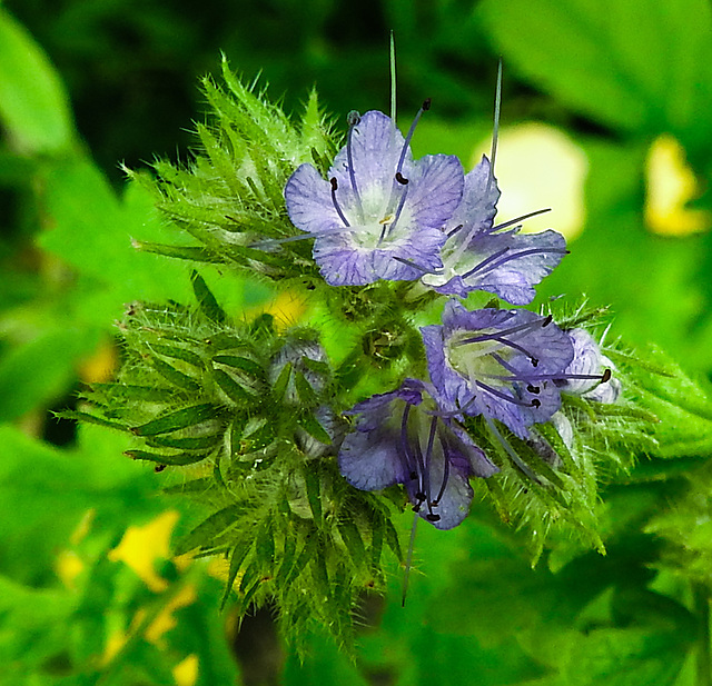 20210627 1149CPw [D~LIP] Rainfarn-Phazelie (Phacelia tanacetifolia) [Büschelschön], Bad Salzuflen
