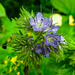 20210627 1149CPw [D~LIP] Rainfarn-Phazelie (Phacelia tanacetifolia) [Büschelschön], Bad Salzuflen