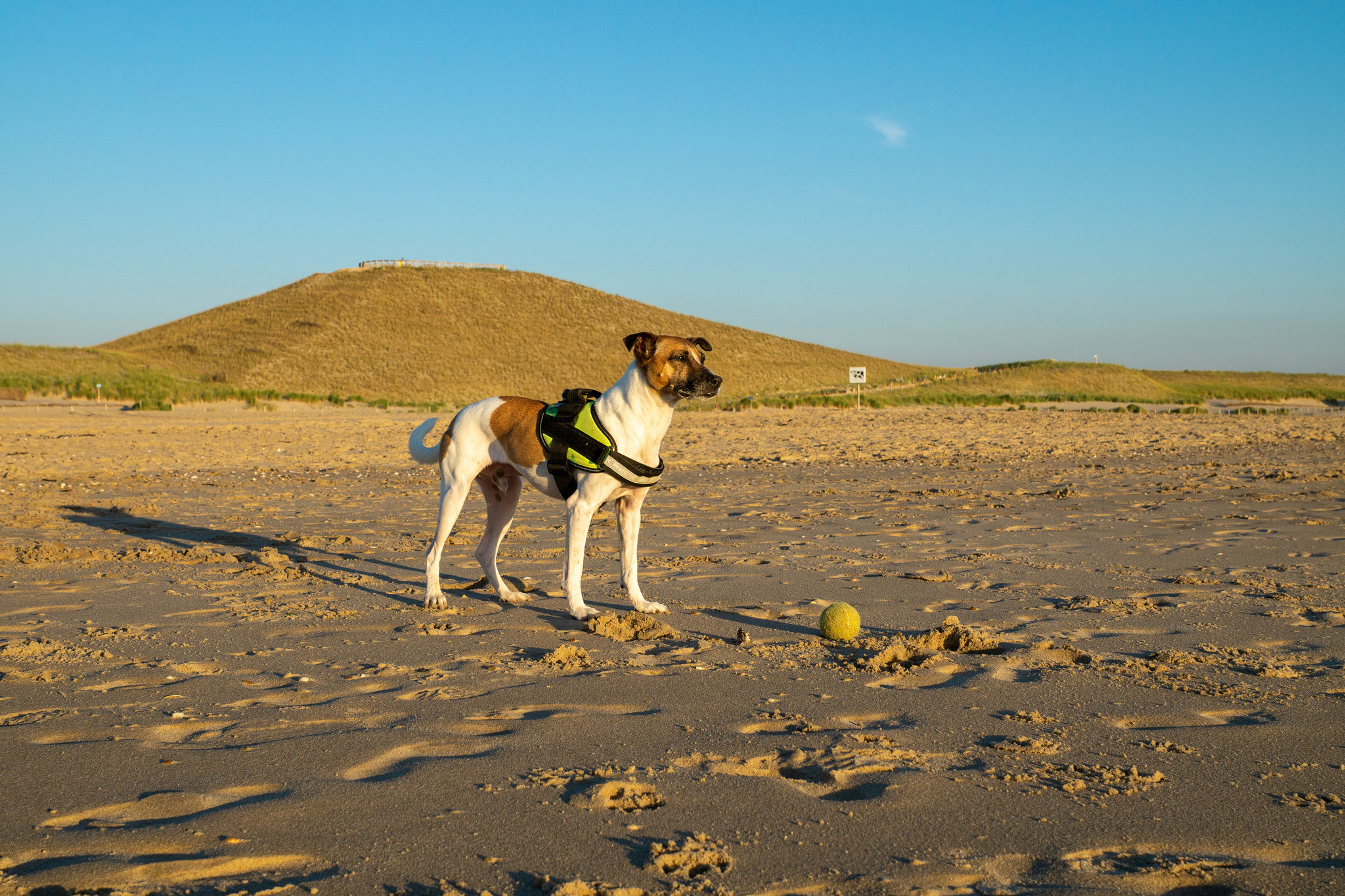 Niederlande - Petten - Jack Russell Terrier Rico