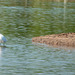Little egret and an Egyptian goose