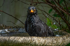 Do you mind - I'm taking a bath