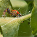 Synema globosum communément appelée la Thomise Napoléon,