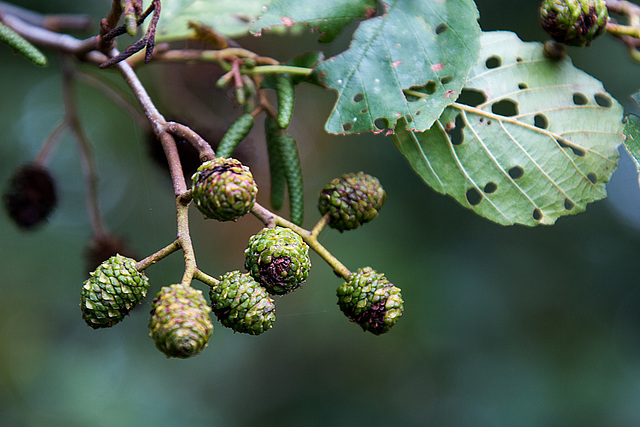 20140907 4770VRAw [NL] Schwarz-Erle (Alnus glutinsa), Terschelling