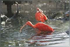 ibis