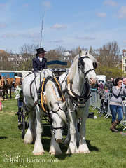 Working and Heavy Horse Show