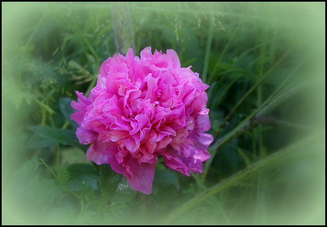 Pivoine Alexandre Dumas (6)