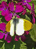 20170409 0412CPw [D~PB] Aurorafalter (Anthocharis cardamines), Steinhorster Becken, Delbrück