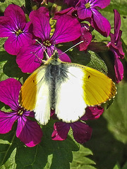 20170409 0412CPw [D~PB] Aurorafalter (Anthocharis cardamines), Steinhorster Becken, Delbrück