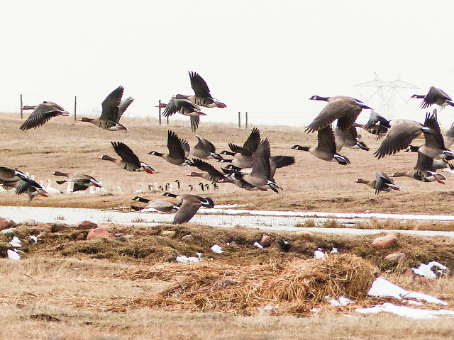 Snow Geese, Canada Geese, Greater White-fronted Geese