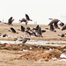 Snow Geese, Canada Geese, Greater White-fronted Geese