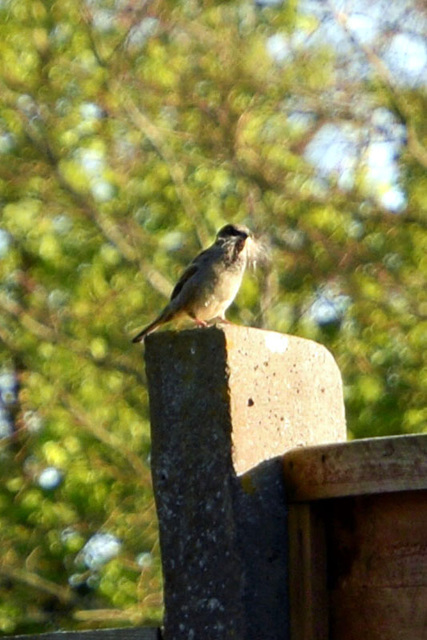 Sparrow collecting for the nest!