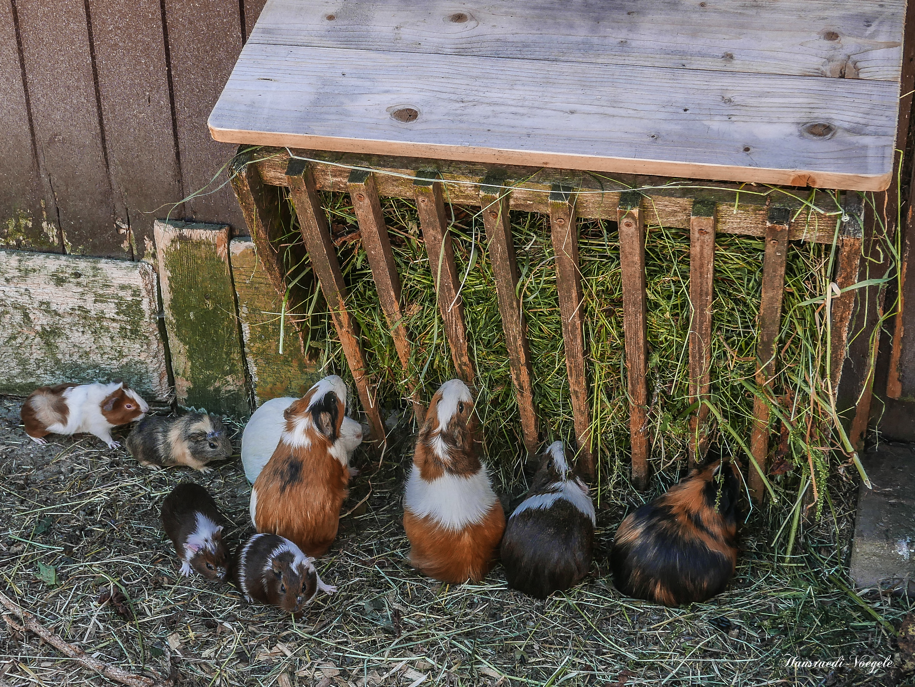 Meerschweinchen am Mittags Tisch