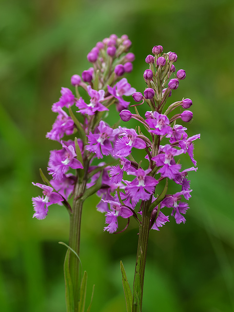 Platanthera psycodes (Small Purple Fringed orchid)