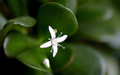 Fleur de crassula