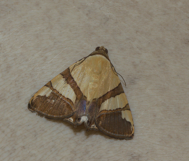 MothIMG 2842-1