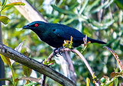 Aviary bird