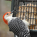 Red-bellied Woodpecker