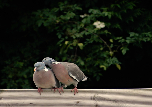 la saison des z'amours