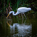 Fishing great white egret
