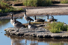 IMG 6484 CanadaGeese dpp