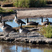 IMG 6484 CanadaGeese dpp