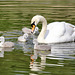 Noch ohne Mama Schwan, weil sie bei dem fünften, nicht ausgebrüteten Ei ausharrt