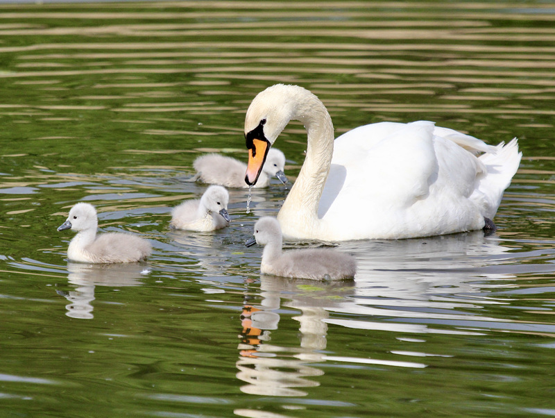 Noch ohne Mama Schwan, weil sie bei dem fünften, nicht ausgebrüteten Ei ausharrt