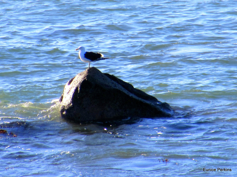 Seagul Enjoying The Sun,