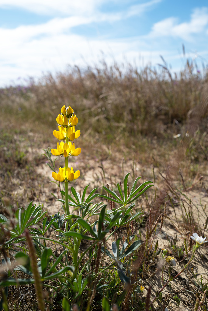 Lupinus luteus