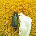 20210609 0777CPw [D~LIP] Spanische Fliege (Lytta vesicatoria), Wiesen-Margerite (Leucanthemum vulgare agg), Bad Salzuflen