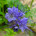 20210627 1150CPw [D~LIP] Rainfarn-Phazelie (Phacelia tanacetifolia) [Büschelschön], Bad Salzuflen