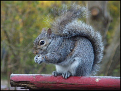 squirrel munching