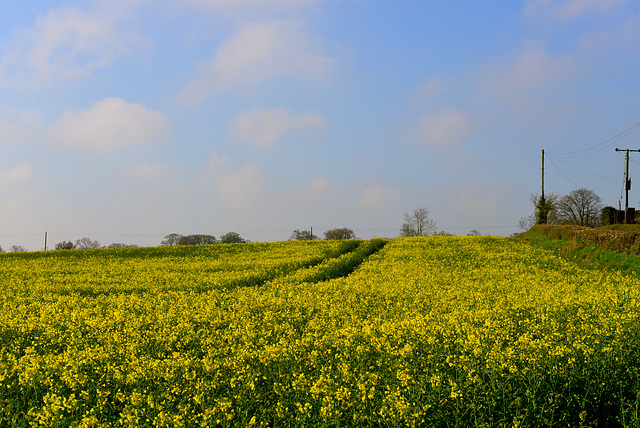 Fields near Brewood