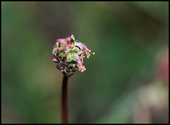 Sanguisorba minor  (1)