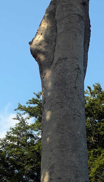 Bumpy tree