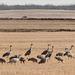 Sandhill Cranes