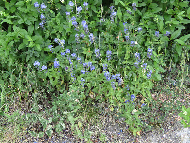 Blümchen blau