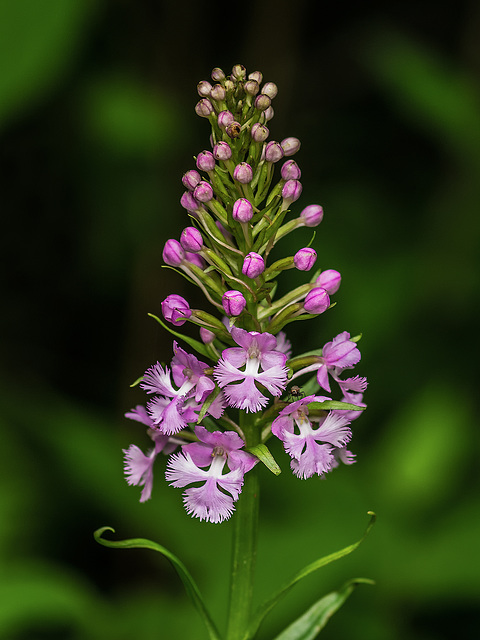 Platanthera psycodes (Small Purple Fringed orchid)