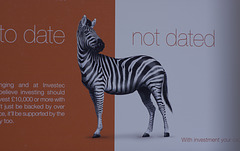 zebra poster